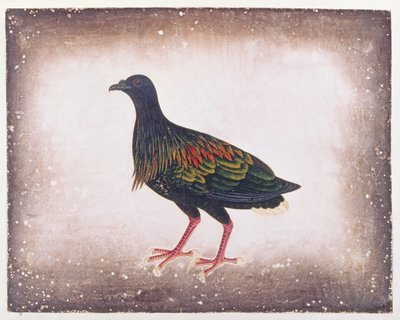 Nicobar Pigeon, from Drawings of Birds from Malacca, c.1805-18 by Chinese School